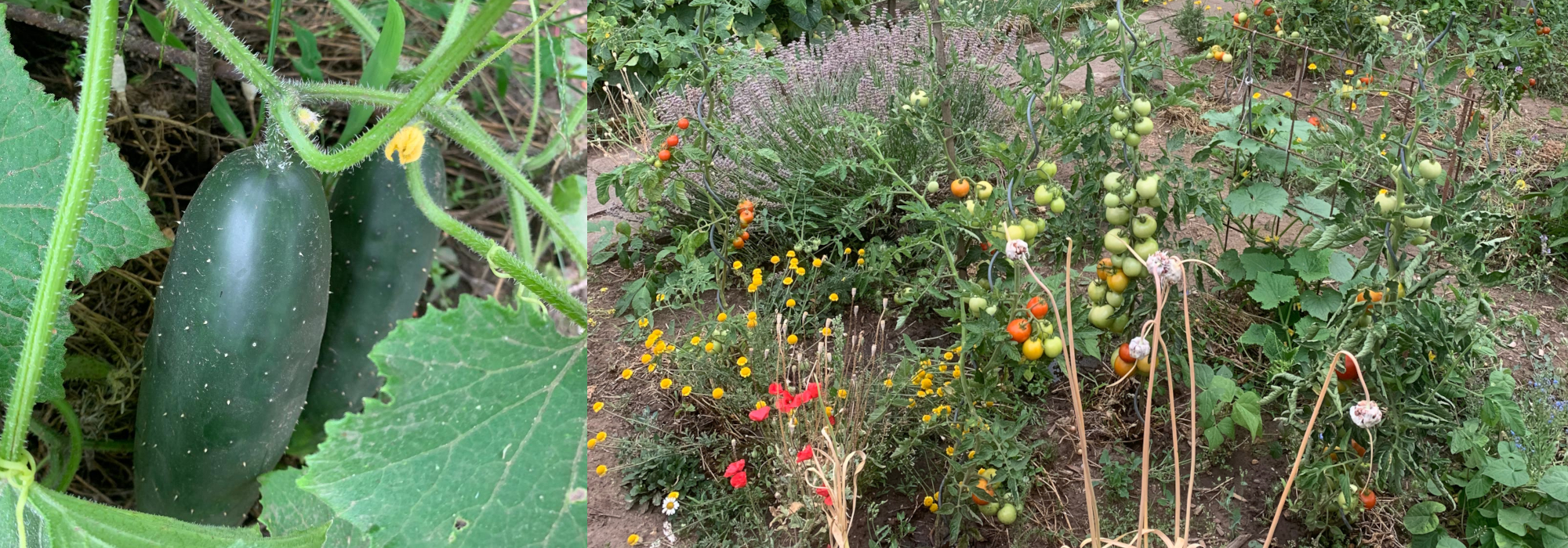Garten_und_Gurke_2000px