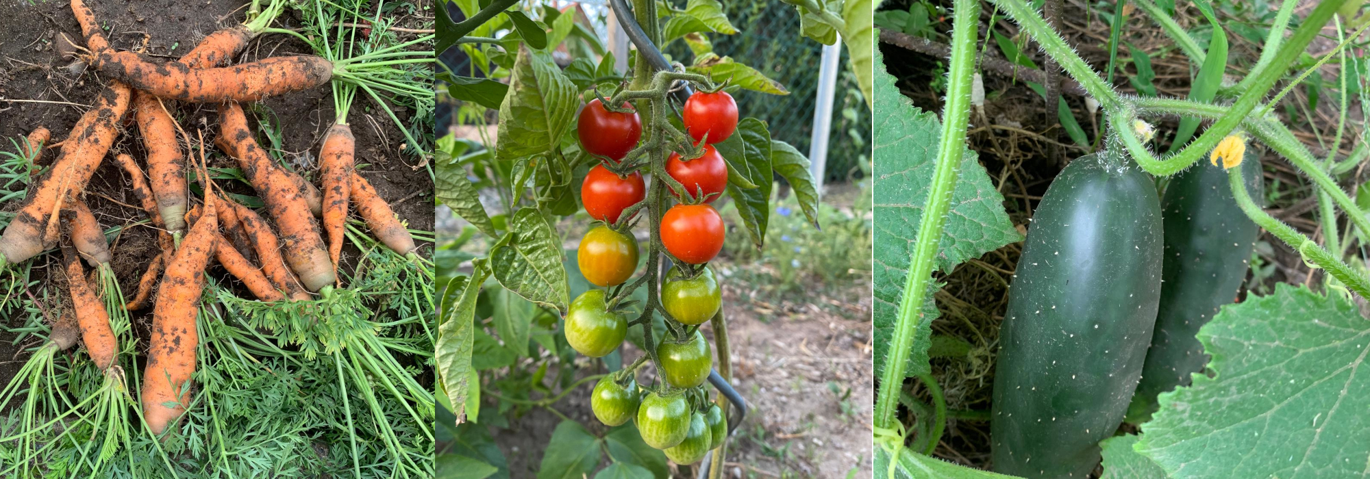 Karotte_Tomate_Gurke_2000px